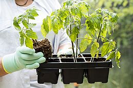 Image de <a href="https://fr.freepik.com/photos-gratuite/tenue-femme-quelques-pots-fleurs_8797555.htm#page=2&query=plant%20de%20l%C3%A9gumes&position=40&from_view=search&track=ais">Freepik</a>